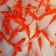 ماهی قرمز عمده