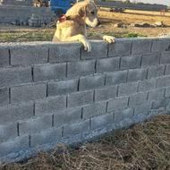 واگذاری سگ سرابی