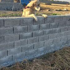 واگذاری سگ سرابی