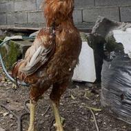 فروش خروس لاری