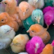 5 عدد جوجه خیلی سر حال