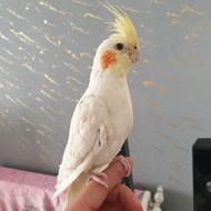 عروس هلندی لوتینو