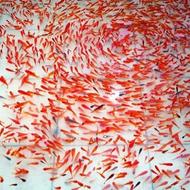 مجموعه ماهی قرمز میرکا