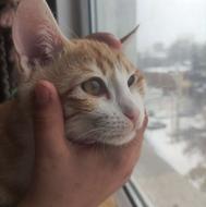 معاوظه گربه نر خانگی پنج ماهه