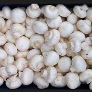 قارچ سفید تازه بدون سیاهی برداشت روز بهترین کیفیت