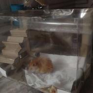 همستر دستی و ناز