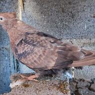 کبوتر یا کفتر