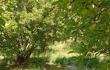 اجاره 1 ساله باغ سیب