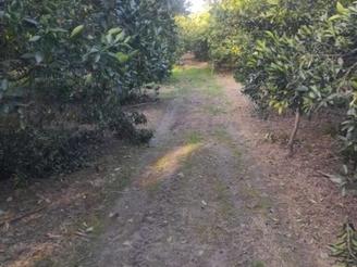 باغ تامسون 3000متری در آهنگرکلای بزرگ