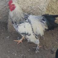 خروس برهما اصیل