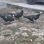 اردک خارجی نر