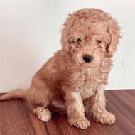 سگ پودل سه ماه واگذار