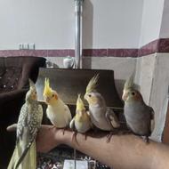 عروس هلندی فول رام دستی و چلوندنی