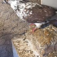 کبوتر ماده .....