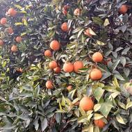 فروش پرتقال تامسون سردرختی