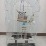 عروس هلندی یک جفت با قفس بزرگ