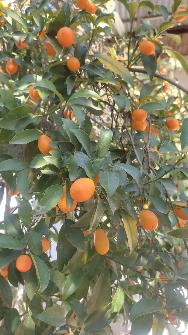 میوه کامکوات