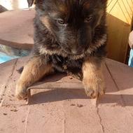 تول سگ ژرمن شپردنر واگذار