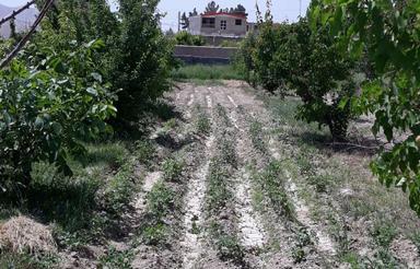 باغ میوه دیباج