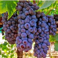 نهال انگور یاقوتی یکساله