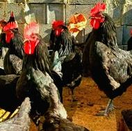 مرغ سیاه خروس سفید مشکی ذبح