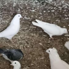 فروش کبوتر پرشی