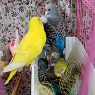 دوجفت مرغ عشق با ده تا جوجه سالم وسرحال ورنگبندی عالی