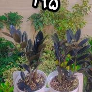 حراج واقعی گل های طبیعی خانگی فقط 195