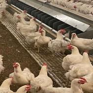 کود مرغی و کود گاوی