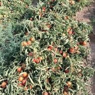 نشاگوجه.میخام