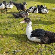 نیمچه اردک اسراعیلی10عدد.