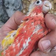 گرینچیک سرلاکی در پرنده سرای ابوالفضل