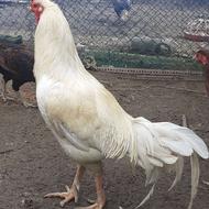 مرغ و خروس لاری