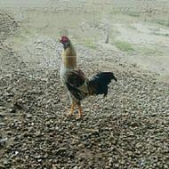 خروس لاری دورگ