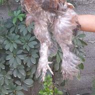 خروس برهما جوان