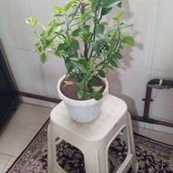 گل های زیبا