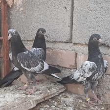 سه تا جوجه سیت فروشی