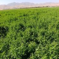 پرس یونجه انباری