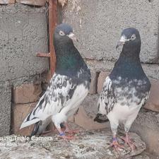 جفت تیدی رویال