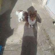 واگذاری سگ پاکوتاه 3ماهه