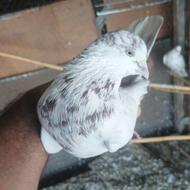 کبوتر نر حرفه ای