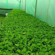 سبزه نارنج پر