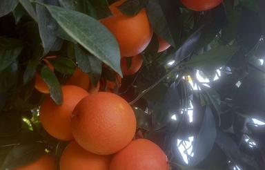 فروش زمین مسکونی 2130 متر در ملاکلا