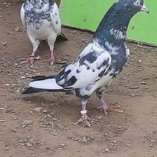 جفت تیدی فروشی