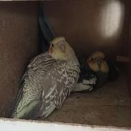 جفت مولد با قفس و تخم