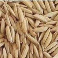 بذرطارم هاشمی