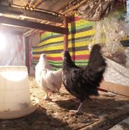 8دونه جوجه4ماه مینییاتوری