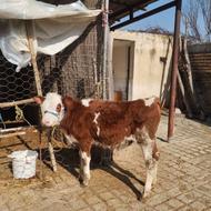 دو راس گوساله ماده سیمینتال قرمز جنس شیری.تلیسه