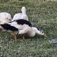 فروش اردک محلی