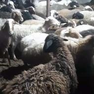 فروش مرکز گوسفند